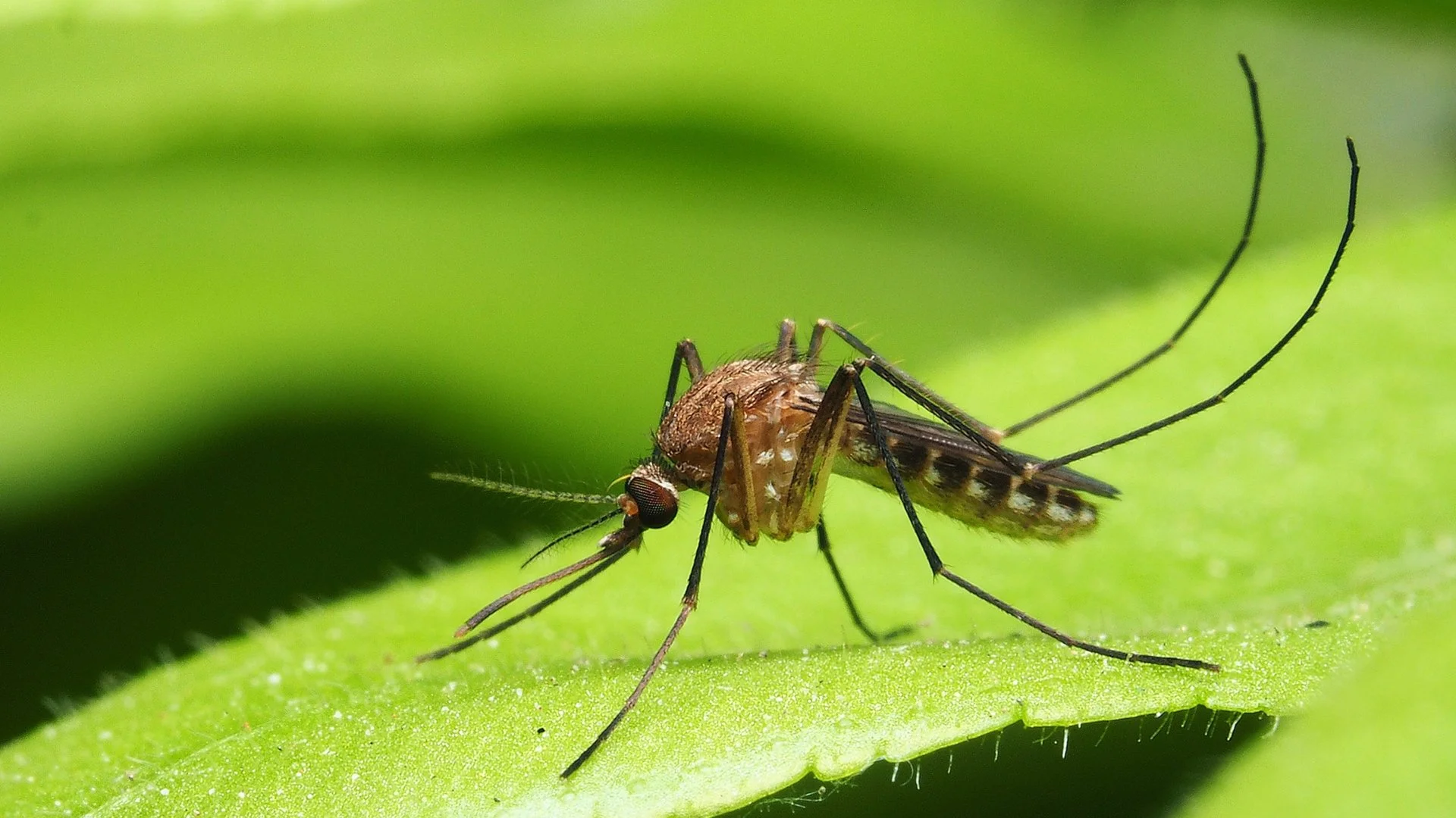 Mosquito habitat on green plant material along a Fairfield County property edge