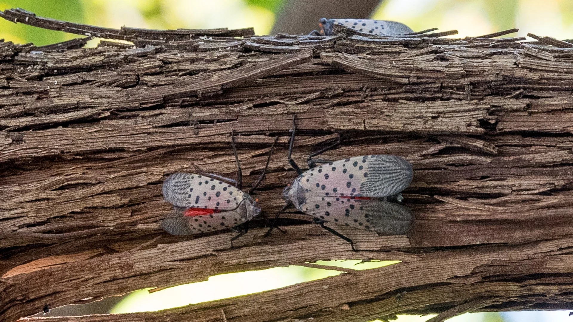 Spotted Lanternfly Control results