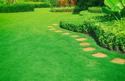 Choosing A Lawn for Your Landscaping Bellantoni Landscape