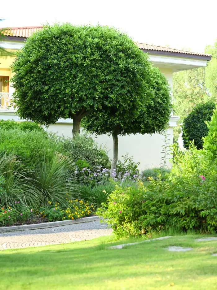 Tips For Choosing Trees For Your Landscaping