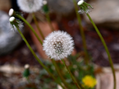 Is there a Vegetative Invader in Your Yard?