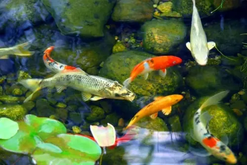 The Advantages of Having a Koi Pond