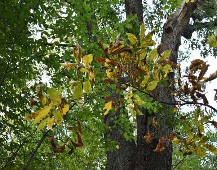 Essential Guide on Top Tree & Shrub Diseases