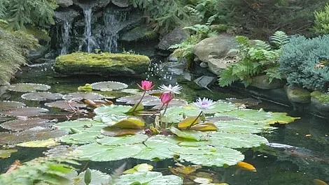 Add Natural Beauty To your Yard with a Water Garden