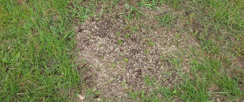 Bare patch on a lawn in White Plains, NY, with seeds.