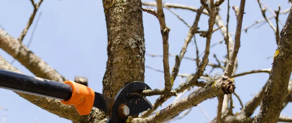 Bare tree branch in White Plains, NY, being pruned.