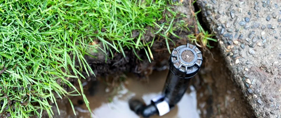 Broken sprinkler head near a lawn in White Plains, NY, with a puddle.