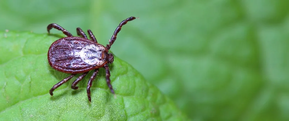 Brown tick on a green leaf in White Plains, NY.