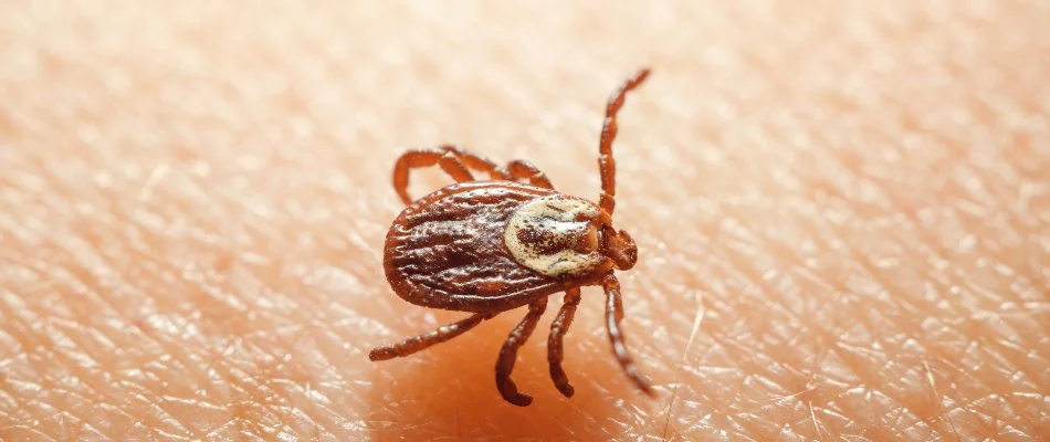 Brown tick on human skin in White Plains, NY.