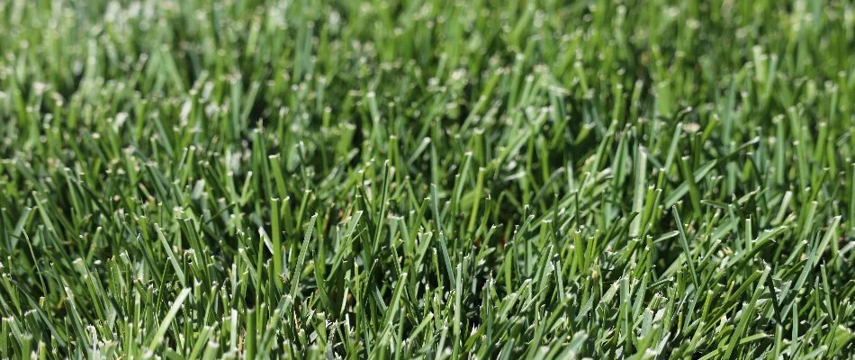 Close-up of green grass blades.