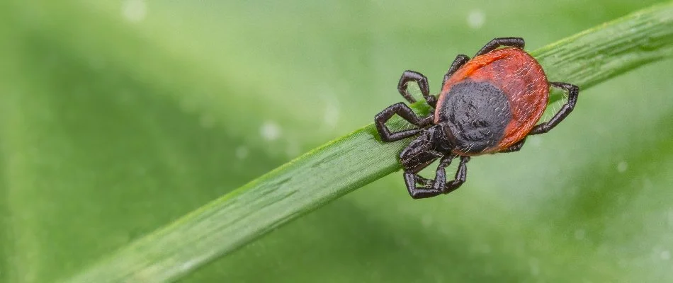 Deer tick on a grass blade in White Plains, NY.