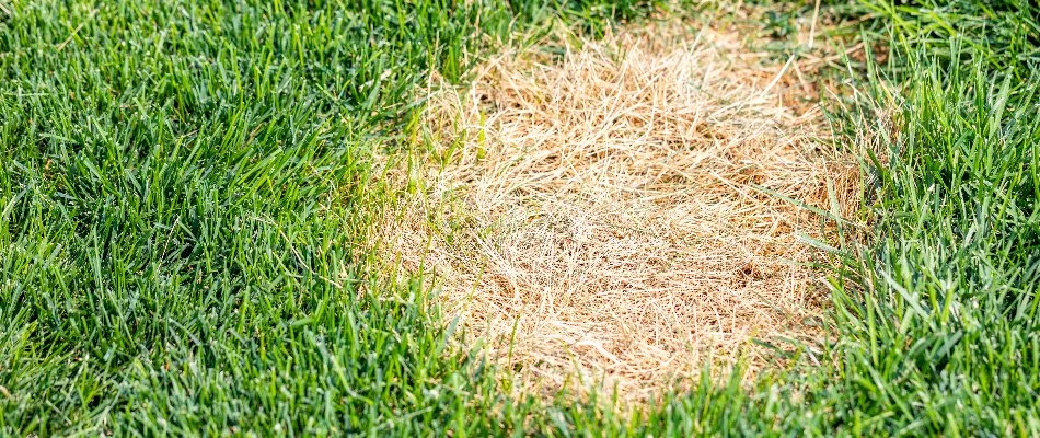 Bleached patch on a lawn in White Plains, NY, from dollar spot disease.