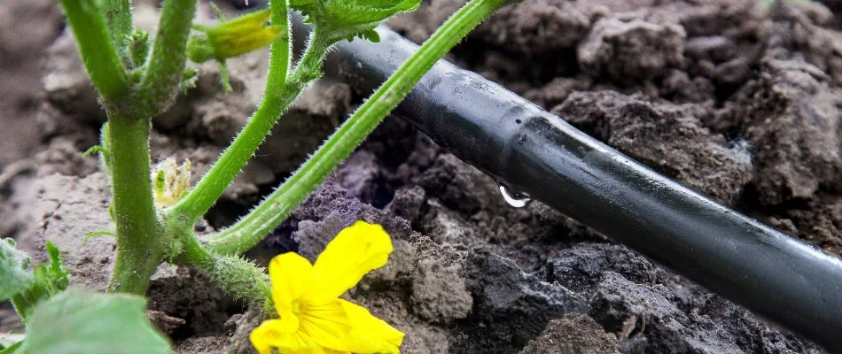 Drip irrigation emitter near a yellow flower in White Plains, NY.