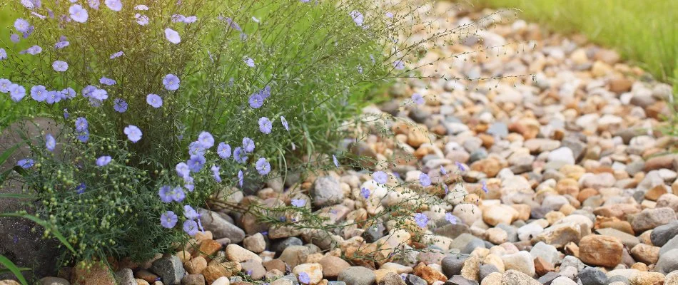 Dry creek bed and purple flowers in White Plains, NY.