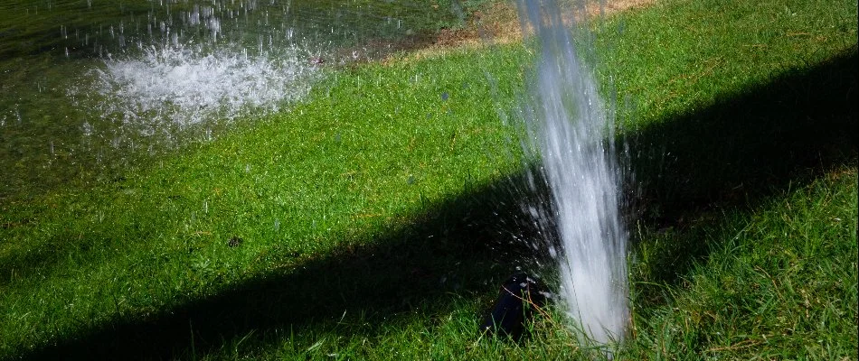 Geyser from a broken sprinkler head on a lawn in White Plains, NY.