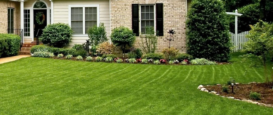 Healthy, green lawn in Scarsdale, NY, with shrubs.