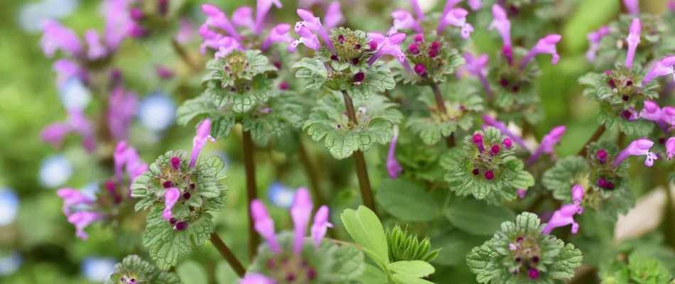 Henbit weed with purple flowers in White Plains, NY.