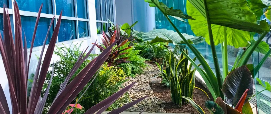 Interior plantscape in White Plains, NY, with a dry creek bed.