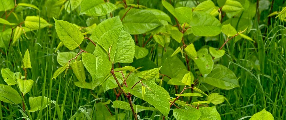 Japanese knotweed on a lawn in White Plains, NY.