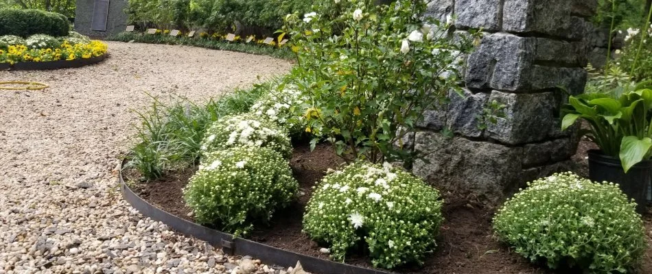 Landscape bed in White Plains, NY, with plants along rocks.