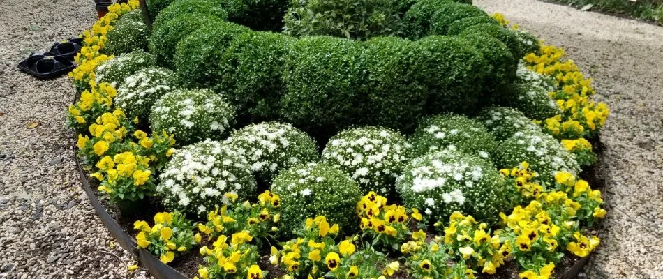 Landscape bed in White Plains, NY, with shrubs and yellow flowers.