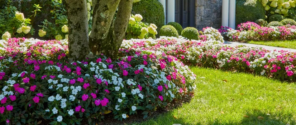 Landscaping in Scarsdale, NY, with summer annual flowers.