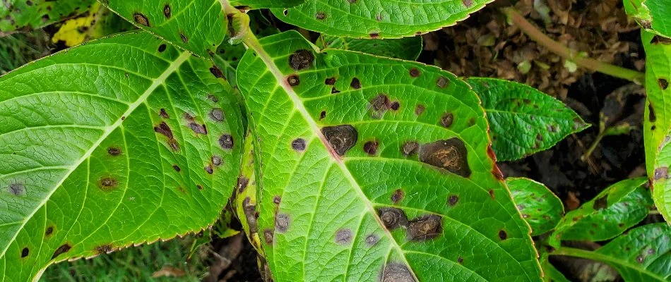 Leaf spot disease on plant leaves in White Plains, NY.