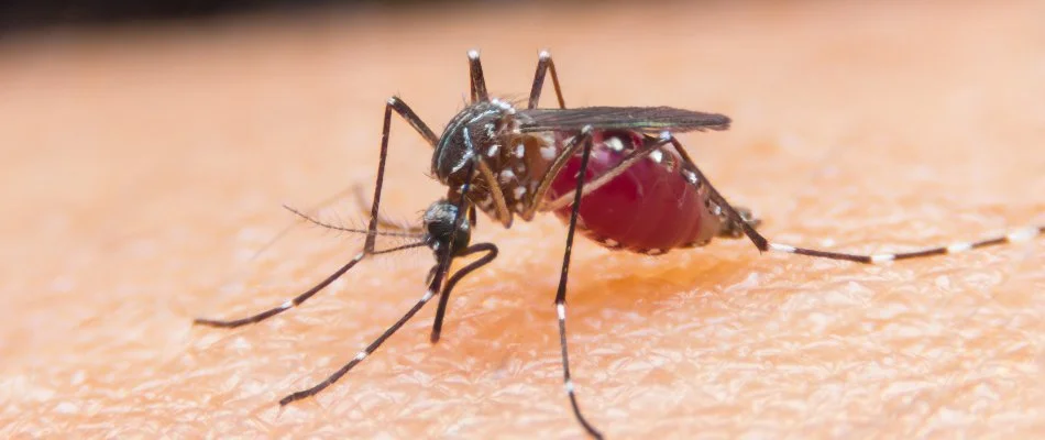 Mosquito in White Plains, NY, biting skin.