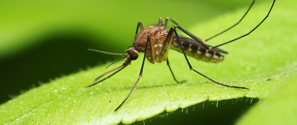 Mosquito standing on a green leaf in White Plains, NY.