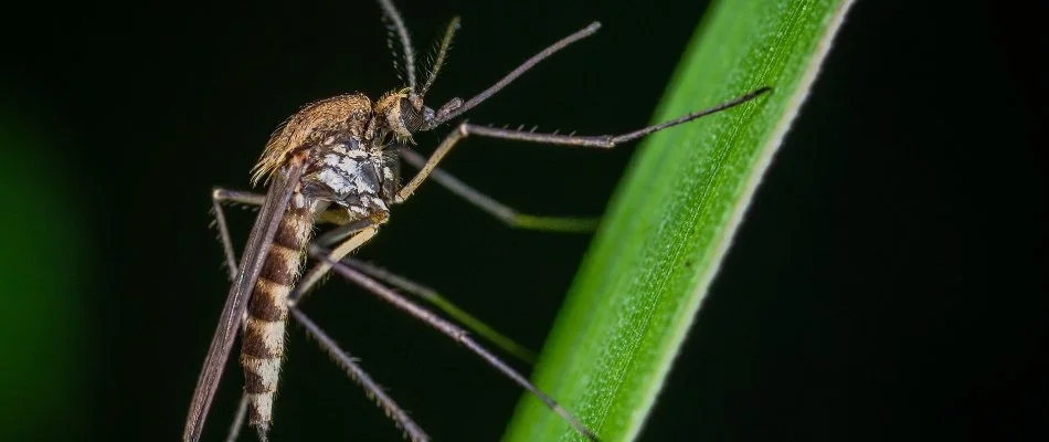 Mosquito standing on a blade of grass in White Plains, NY.