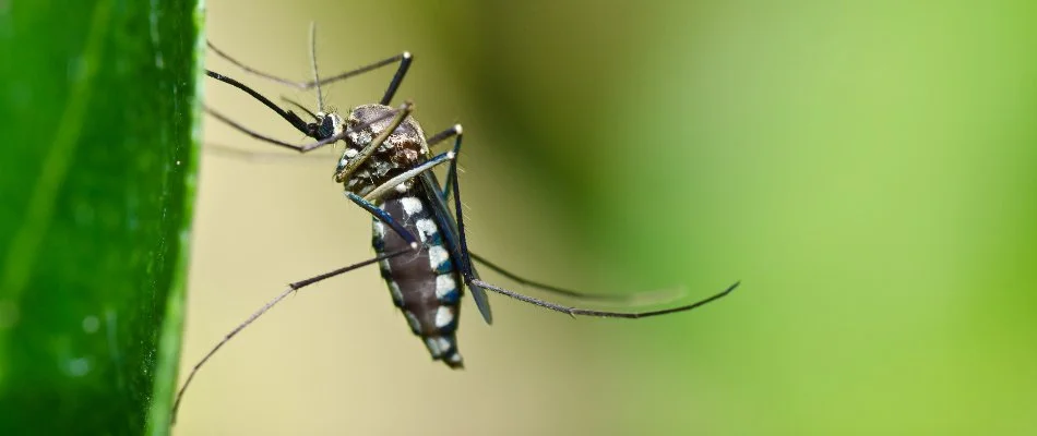 Mosquito standing on a green leaf on a property in Greenwich, CT.