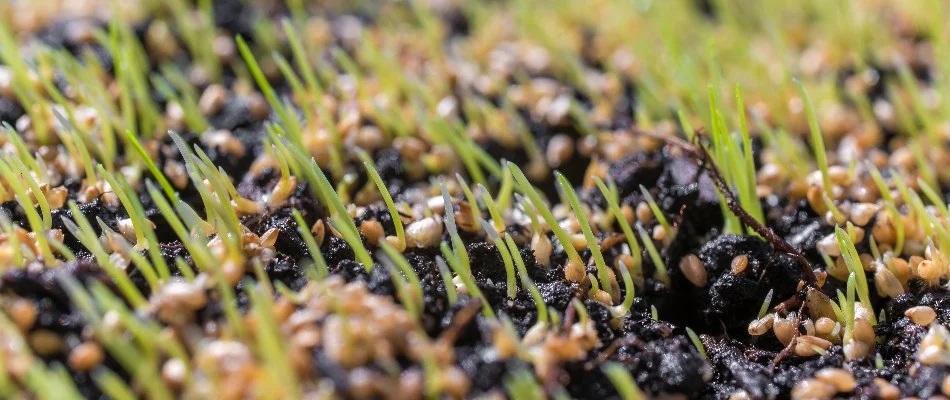 Seeds and new grass in soil in White Plains, NY.