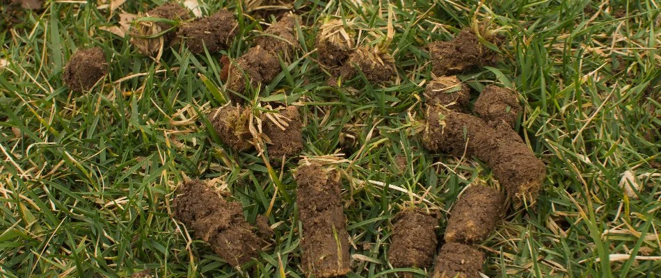 Soil cores on a lawn in White Plains, NY, after aeration.