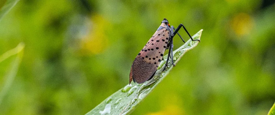 Spotted lanternfly on a grass blade in White Plains, NY.