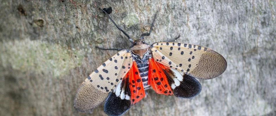 Spotted lanternfly on a tree in White Plains, NY.