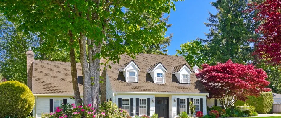 Tall trees on a residential property in White Plains, NY.