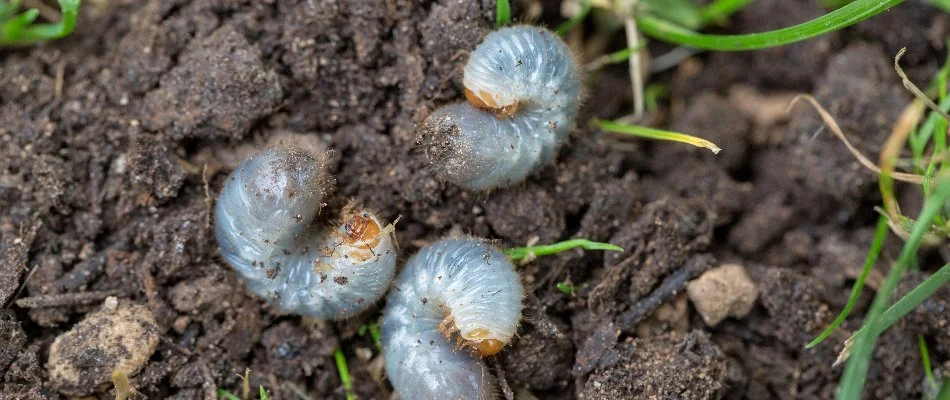 Three white grubs on soil.