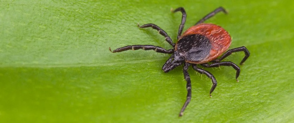 Tick on a green leaf in White Plains, NY.