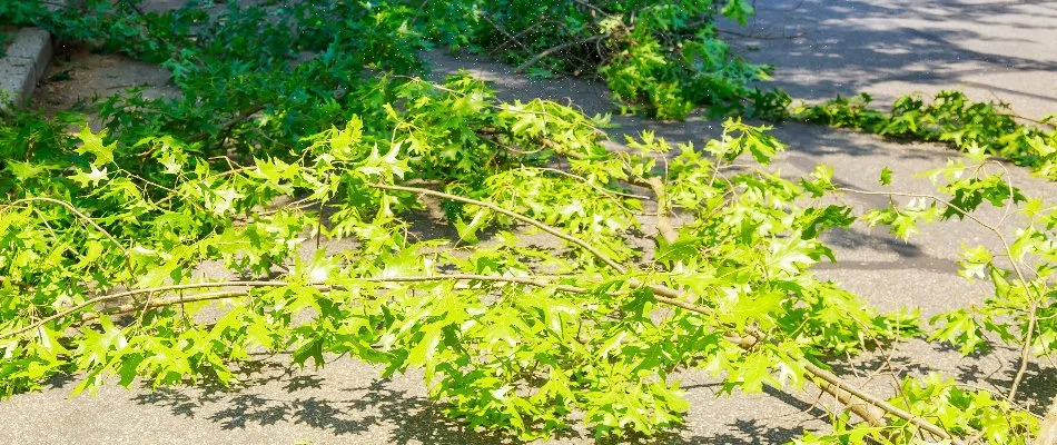 Tree branches on the ground.