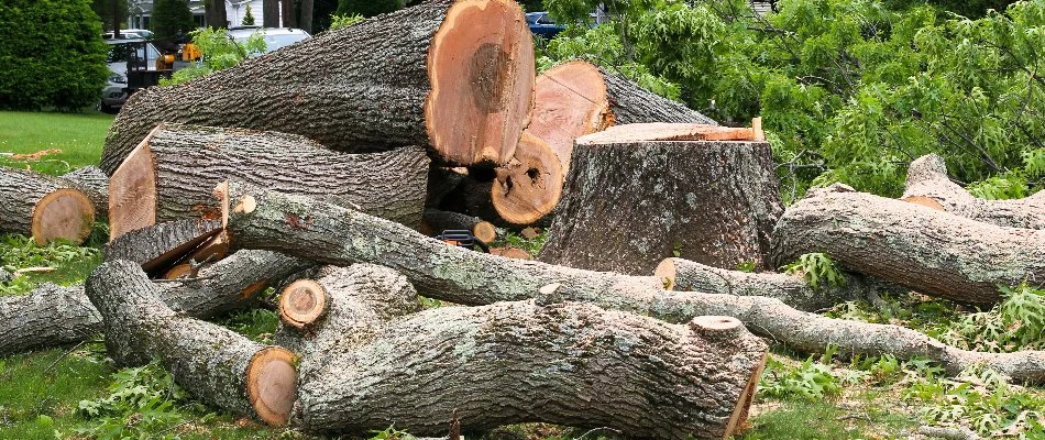 Cut up tree on the ground in White Plains, NY.