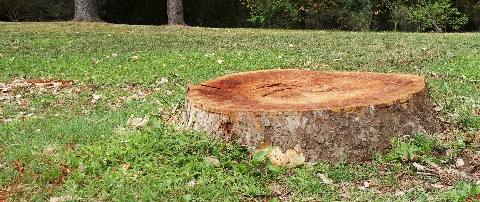 Tree stump on a lawn in White Plains, NY.