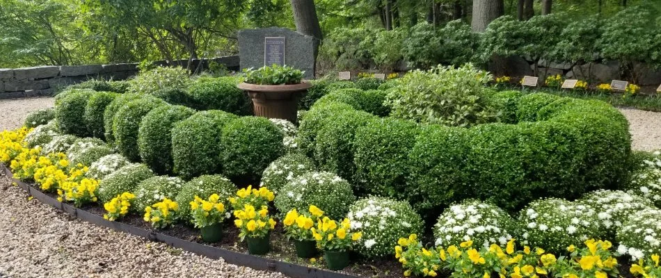 Shrubs and flowers in a landscape bed on a commercial property in White Plains, NY.