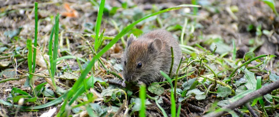 Vole on the ground eating a leaf in White Plains, NY.