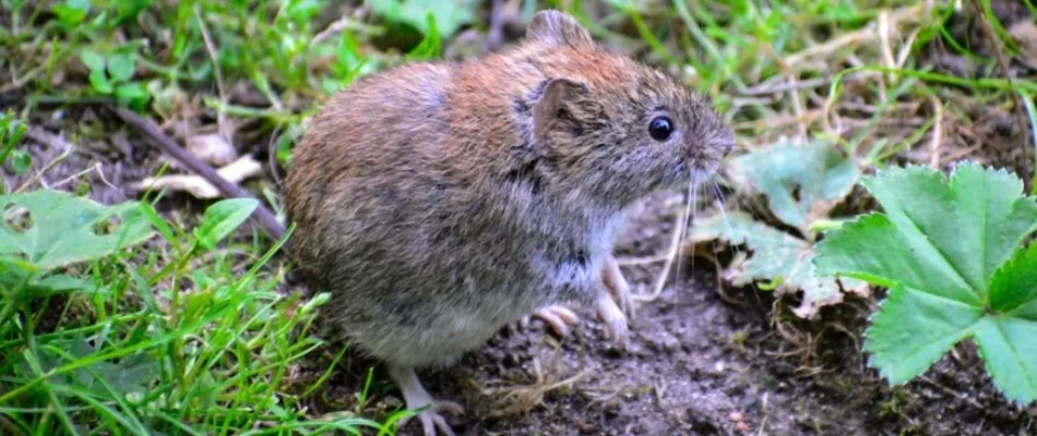 Vole in Scarsdale, NY, on the ground.