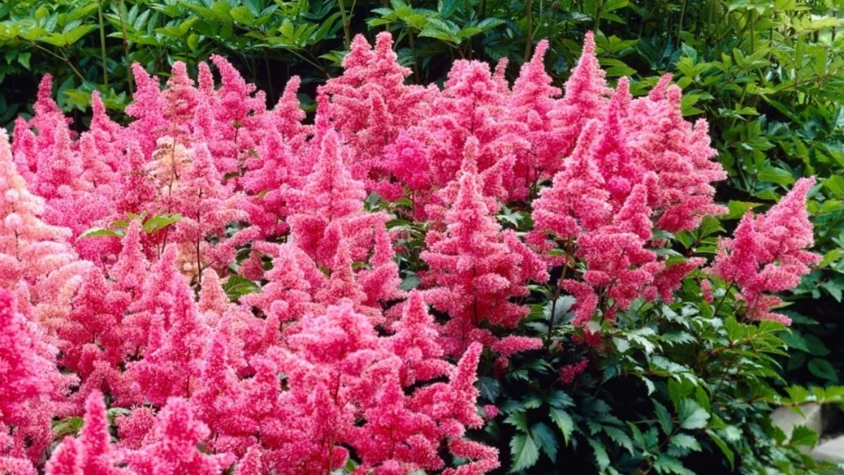 Annual Flowers results