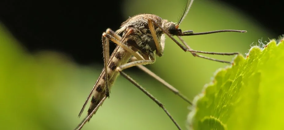 • Lawn Mulching • Patio Design Ideas for Unique Stepping Stones by Bellantoni Landscape
