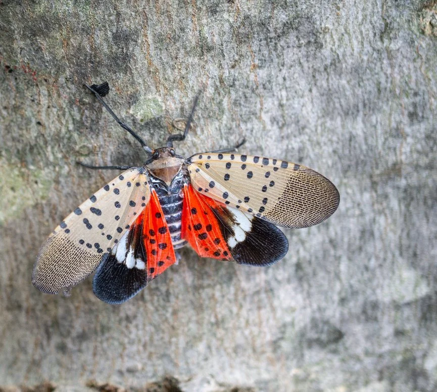 Spotted Lanternfly Control