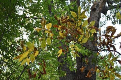 Trees and shrubs are suffering from disease and they require care from Bellantoni Landscape