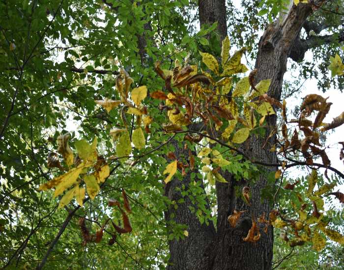 Trees and shrubs are suffering from disease and they require care from Bellantoni Landscape