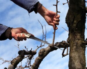 A person from Bellantoni Landscape is pruning a tree in winter for better health and safety